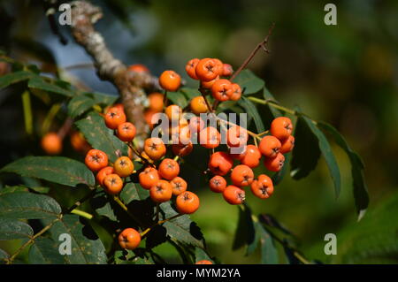 Strauch Crataegus oder Grateus, Tomatito In den Wiesen des Rebedul in Lugo. Blumen Landschaften Natur. August 18, 2016. Rebedul Becerrea Lugo Galizien Spai Stockfoto