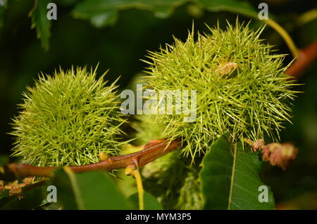 Kastanien in seinem Dorn in der Birke Wiesen in Lugo. Blumen Landschaften Natur. August 18, 2016. Rebedul Becerrea Lugo Galizien Spanien. Stockfoto