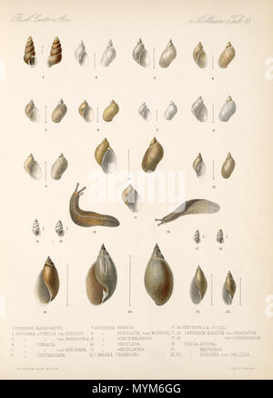 . Español: Eduard von Marten 1890-1901: biologia Centrali - Amerika Land- und Süßwasser Mollusca (Lamellen de Libro). Zwischen 1890 und 1901. Eduard von Marten (1831-1904) 154 Eduard von Marten 1890-1901 760 Stockfoto