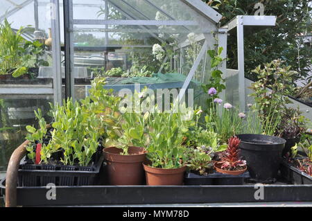 Sweet pea Pflanzen in Töpfen Stockfoto