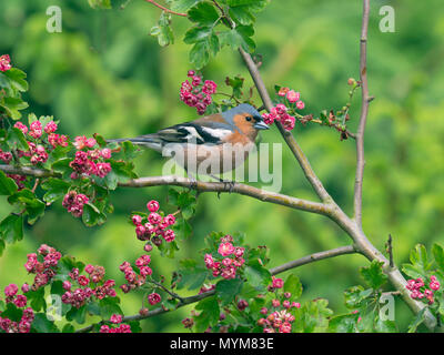 Buchfink Fringilla coelebs Männchen auf dem roten Weißdorn Blüten Stockfoto