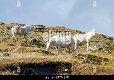 Die wilden weißen Ponys der Insel Eriskay auf den Äußeren Hebriden von Schottland Stockfoto