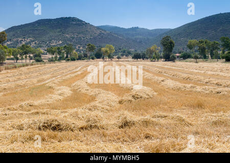 Ein goldenes Weizenfeld, frisch geerntet unter einem hellen Sommerhimmel, mit perfekt aufeinander abgestimmten Strohballen vor einem üppigen Hintergrund, Stockfoto