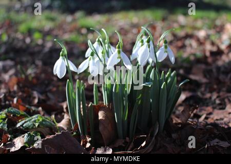 Schneeglöckchen (Galanthus elwesii) auf den Winter sun Stockfoto