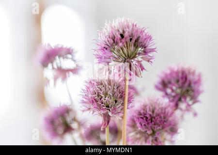 Close-up lila Klee Blumen gegen verschwommenen Hintergrund Stockfoto