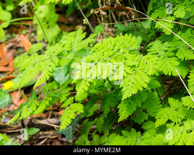 Zarte, dicht clustered Wedel Der Plumose Eiche, Farn, Gymnocarpium dryopteris 'Plumosum' Stockfoto