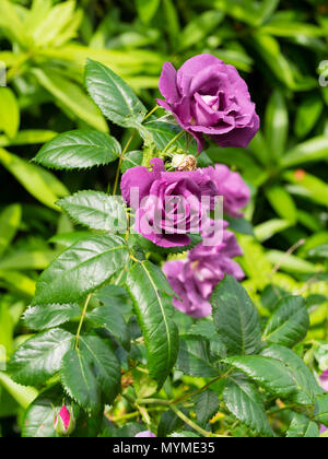 Slaty violett-blau Der stark duftenden Semi-doppelzimmer Strauch Rose, Rosa 'Rhapsody in Blue' Stockfoto