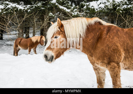 Braun Ponys in schneebedeckten Jura Pinien Wald im Winter Stockfoto