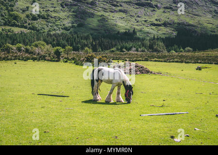 Ein Pferd auf der malerischen Felder schwarz Valley in der Grafschaft Kerry, Irland Stockfoto