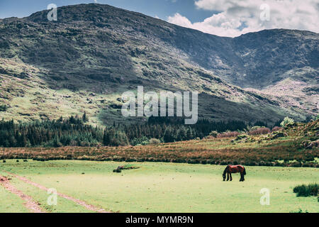 Ein Pferd auf der malerischen Felder schwarz Valley in der Grafschaft Kerry, Irland Stockfoto