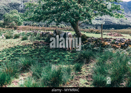 Ein Pferd auf der malerischen Felder schwarz Valley in der Grafschaft Kerry, Irland Stockfoto