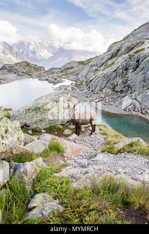 Alpine Wild Steinböcke vor der berühmten Mont-Blanc an einem sonnigen Sommertag Stockfoto