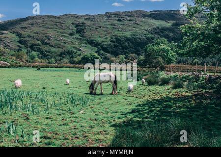 Pferde und Schafe auf den Feldern der Schwarzen Valley in der Grafschaft Kerry, Irland Stockfoto