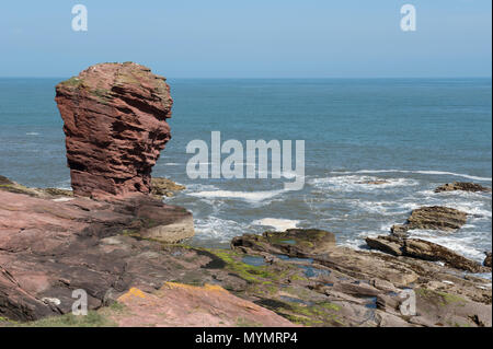Der deil Heid (Devils Head) aus rotem Sandstein Meer stack, Seaton Klippen, Arbroath, Angus, Schottland. Stockfoto