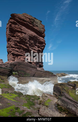 Der deil Heid (Devils Head) aus rotem Sandstein Meer stack, Seaton Klippen, Arbroath, Angus, Schottland. Stockfoto