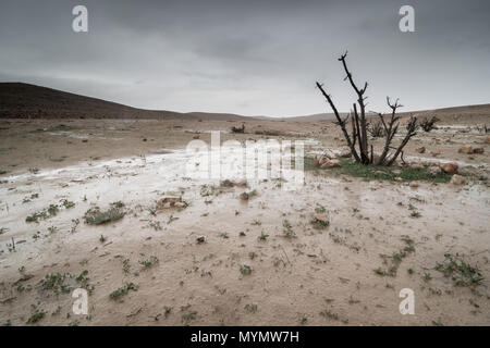 Winter Landschaft der Wüste im Süden Israels Stockfoto