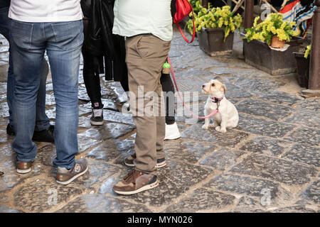 Kleinen weißen Hund suchen bis an Inhaber, Neapel, Kampanien, Italien, Europa Stockfoto