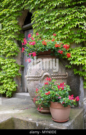 Roten Geranien in Terrakotta Töpfe und grünen Virginia Creeper auf Wand hinter, Villa Cimbrone, Ravello, Amalfi, Kampanien, Italien, Europa Stockfoto