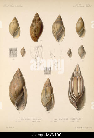 . Español: Eduard von Marten 1890-1901: biologia Centrali - Amerika Land- und Süßwasser Mollusca (Lamellen de Libro). Zwischen 1890 und 1901. Eduard von Marten (1831-1904) 154 Eduard von Marten 1890-1901 743 Stockfoto