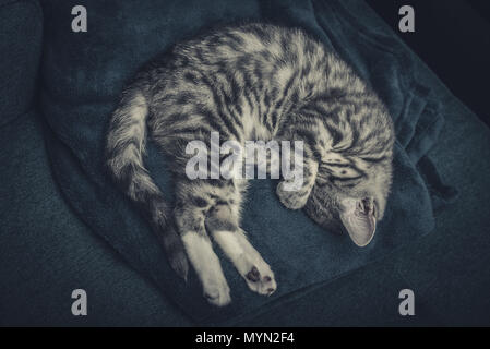 Süße kleine graue Kätzchen schlafen auf blauen Sofa Top View Stockfoto