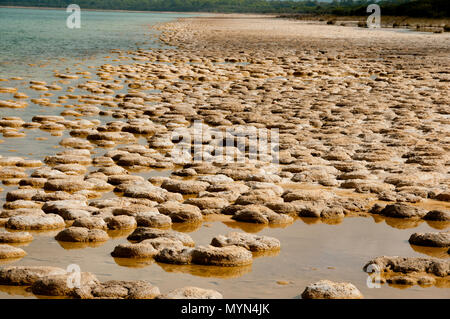 Lake Clifton Thrombolites-Western Australia Stockfoto