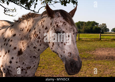 Weißes Pferd mit schwarzen Punkten auf der grünen Wiese Stockfoto
