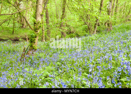 Zarte Bluebell Blumen Teppich den Waldboden im Frühjahr am Auto Bach Schlucht Naturschutzgebiet, Sheffield, Großbritannien Stockfoto