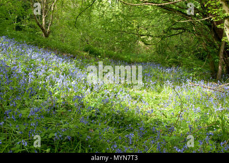 Sonnenlicht und Schatten Tanz über eine Bluebell gefüllt Woodland glade im Frühjahr, Auto Bach, Schlucht, Sheffield, Großbritannien Stockfoto