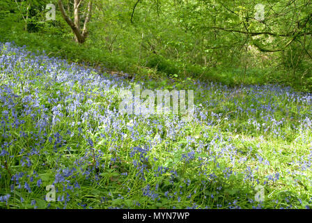 Sonnenlicht und Schatten Tanz über eine Bluebell gefüllt Woodland glade im Frühjahr, Auto Bach, Schlucht, Sheffield, Großbritannien Stockfoto