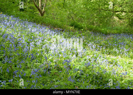 Sonnenlicht und Schatten Tanz über eine Bluebell gefüllt Woodland glade im Frühjahr, Auto Bach, Schlucht, Sheffield, Großbritannien Stockfoto