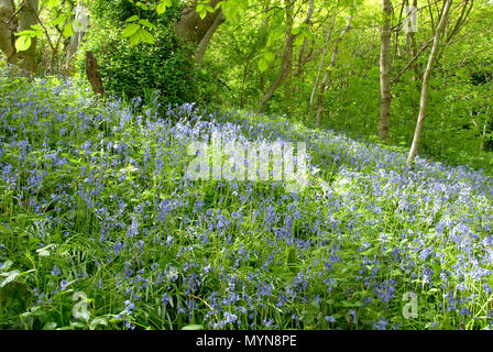 Sonnenlicht und Schatten Tanz über eine Bluebell gefüllt Woodland glade im Frühjahr, Auto Bach, Schlucht, Sheffield, Großbritannien Stockfoto