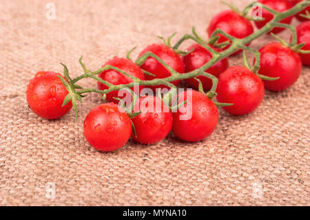 Zweig frischen roten Kirschtomaten auf Plünderungen in der oberen rechten Ecke Stockfoto