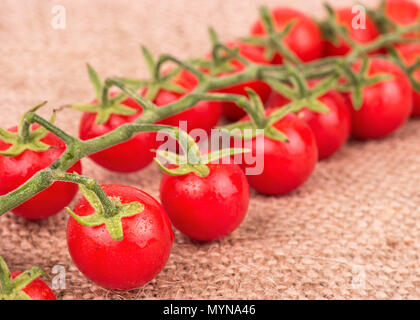 Zweig frischen roten Kirschtomaten mit Tropfen auf Entlassung Stockfoto