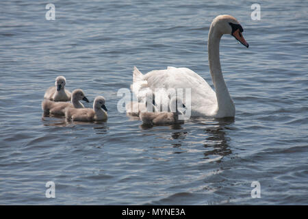 Höckerschwan & Cygnets Stockfoto