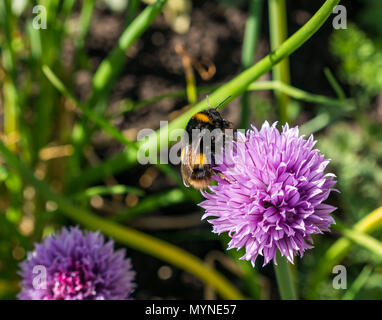 Buff tailed Hummel Fütterung auf lila Schnittlauch Blume, Schottland, Großbritannien Stockfoto