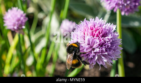 Buff tailed Hummel Fütterung auf lila Schnittlauch Blume, Schottland, Großbritannien Stockfoto