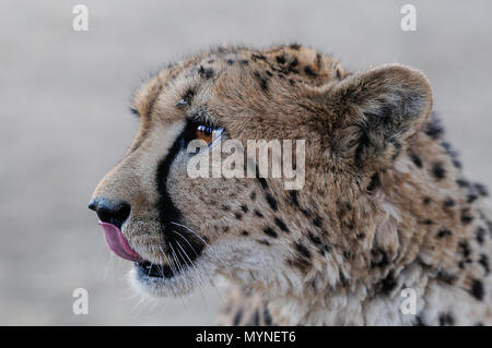 Cheetah Kopf Portrait, Namibia, (Acinonyx jubatus) Stockfoto