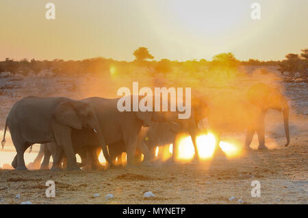 Afrikanische Elefanten Herde bei Sonnenuntergang, Etosha Nationalpark, Namibia, (loxodonta Africana) Stockfoto