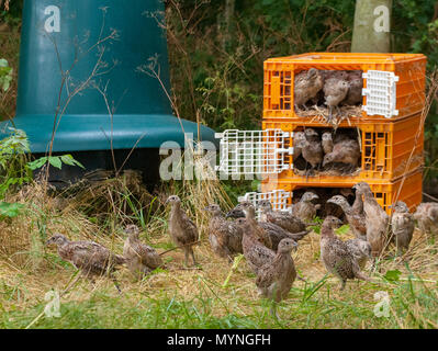 Sieben Wochen alten Fasanenküken, oft bekannt als poults, in ein wildhüter Release pen aus den Kisten verwendet für den Transport freigegeben wird Stockfoto