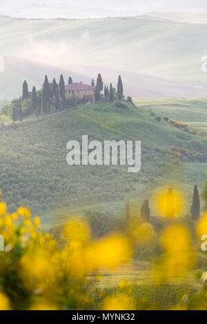 Nebel im Tal über Val d'Orcia in der frühen Morgendämmerung mit aus gelben Ginster, San Quirico d'Orcia, in der Nähe von Pienza, Toskana, Italien im Mai Stockfoto