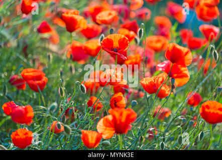 Roter Mohn im Tal über Val d'Orcia in der frühen Morgendämmerung, San Quirico d'Orcia, in der Nähe von Pienza, Toskana, Italien im Mai Stockfoto