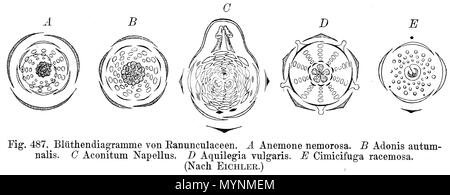 . Blumen Abbildung von mehreren Ranunculaceae: Eine Anemone officinalis, B Adonis autumnalis, C Aconitum napellus, D Aquilegia vulgaris, E Cimicifuga racemosa. vom 8. Juni 2006 gescannt.de: Benutzer: Griensteidl 447 Ranunculaceae flowerdiagrams Stockfoto