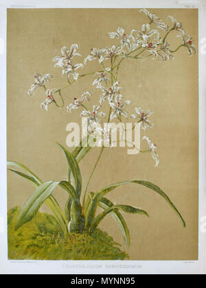 . Englisch: Abbildung: Cyrtochilum ramosissimum von F. Sander: Reichenbachia. 1892. F. Sander 449 Reichenbachia - Zweite Serie Vol. 1 (TAB. 41) Stockfoto