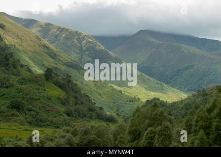 Grün und üppig mit Tannen und Farne in der Nähe von Wasser von Nevis und Steall fällt von einem Spaziergang von Polldubh und Achriabhach im Fuss des Ben Nevis, Stockfoto