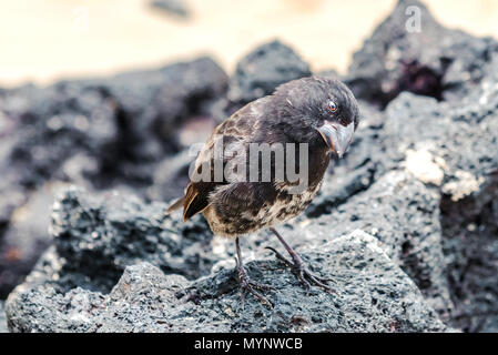 Galapagos Mittel- grundfinken (Geospiza Fortis) männlichen thront auf einem Felsen in Santa Cruz, Galápagos-Inseln Stockfoto