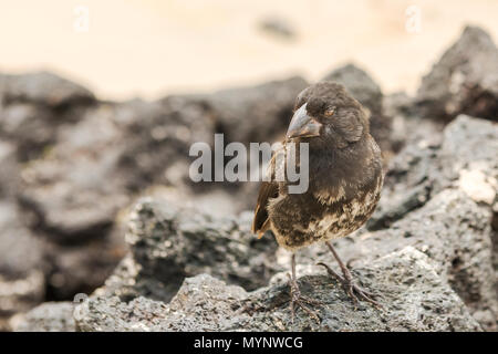 Galapagos Mittel- grundfinken (Geospiza Fortis) männlichen thront auf einem Felsen in Santa Cruz, Galápagos-Inseln Stockfoto