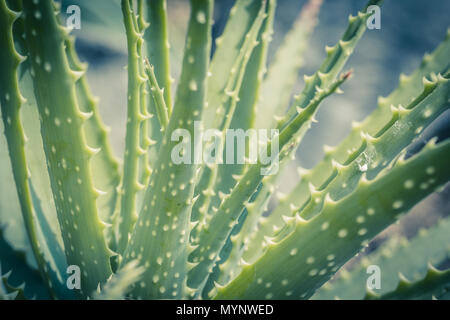 Aloe x spinosissima. Spider Aloe schöne Pflanze, Nahaufnahme Stockfoto