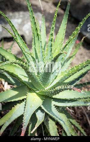 Aloe x spinosissima. Spider Aloe schöne Pflanze, Nahaufnahme Stockfoto