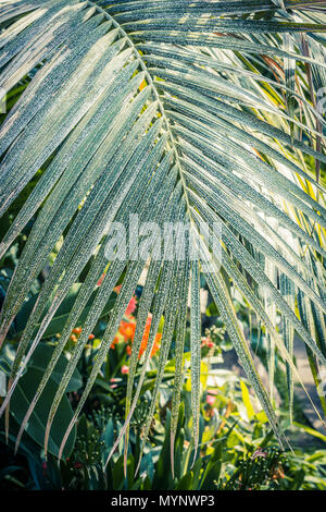 Palm Tree leaf Nahaufnahme Stockfoto