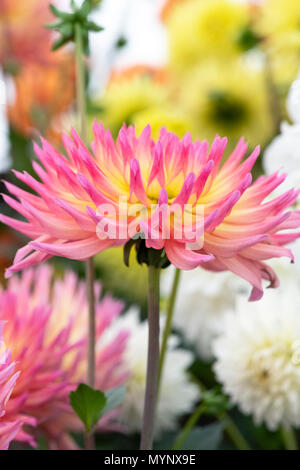 Dahlie 'Karma Sangria" Blumen. Halb Cactus Dahlien auf Anzeige an eine Blume zeigen. Großbritannien Stockfoto